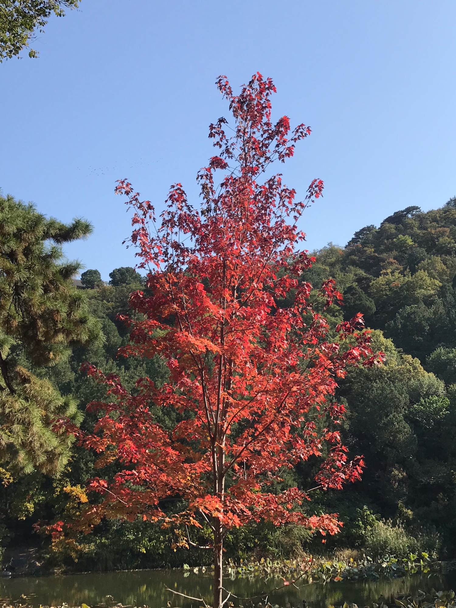 香山红叶